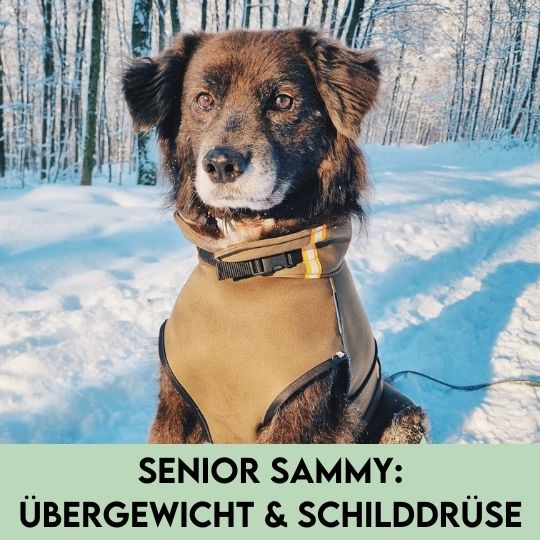 Sammy - Von einem stark übergewichtigen Hund, der Schilddrüsenmedikamente bekommen sollte